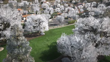 Белые деревья